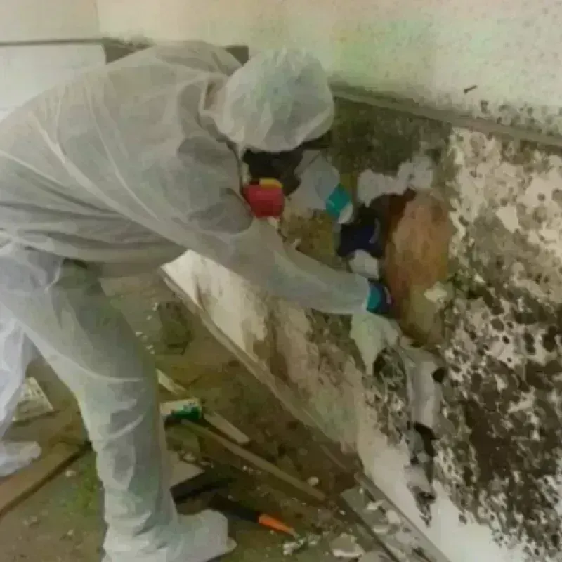 Mold Remediation and Removal in Becker, MN